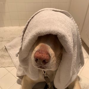 Meet your Posher, Paula